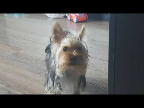 ლეზგინკა - იორკშირელი