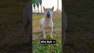 Ariya The Bull Terrier Is 27 Lbs Of Pure Muscle