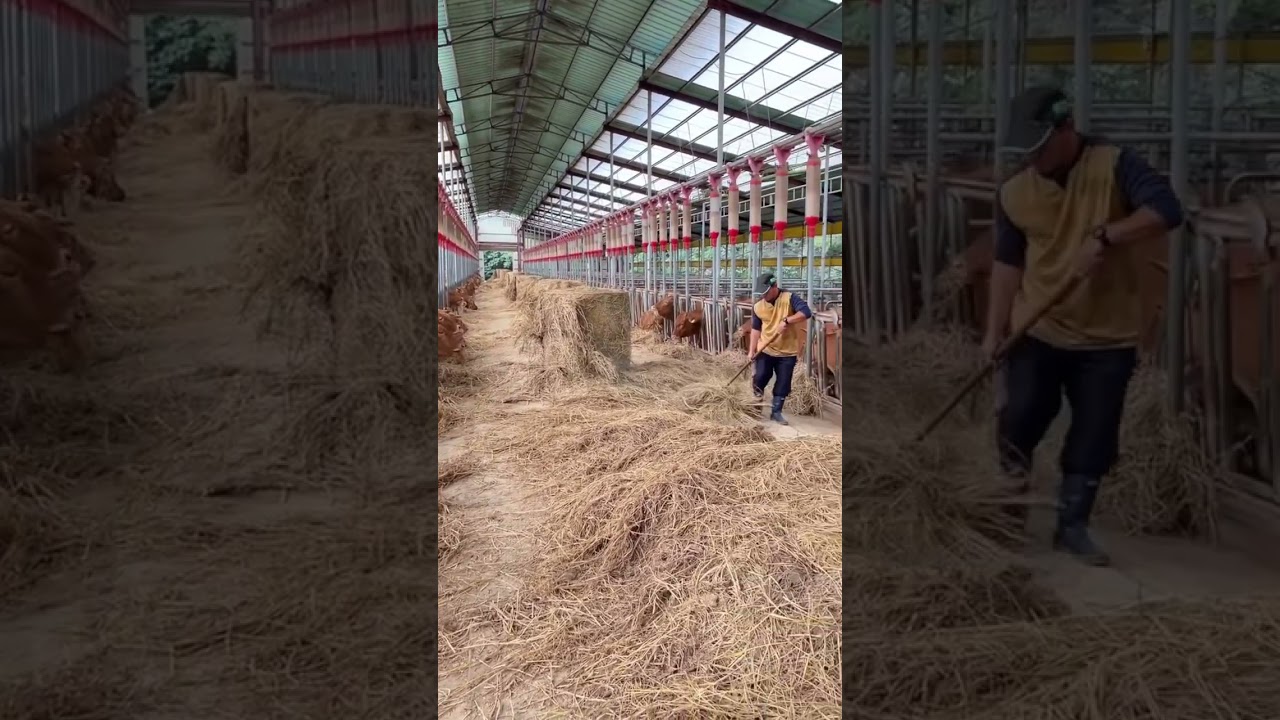 Feeding cows with rice straw. 