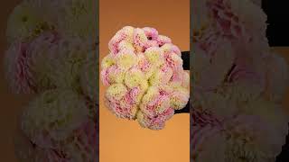 Sending flowers is never just a formality—it’s my way of sharing the world’s tenderness wi