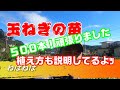 玉ねぎ、５００本植えました、自己流ですが植え方も説明してるよ