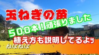 玉ねぎ、５００本植えました、自己流ですが植え方も説明してるよ