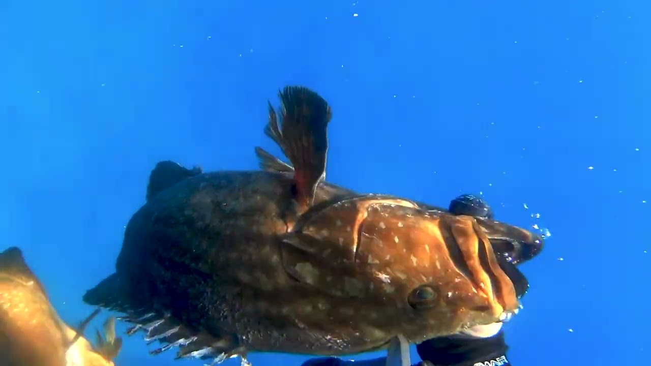 Two Birds One Stone... 