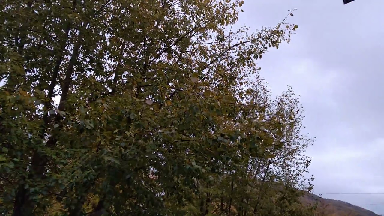 10 2 21 УТРО  ПТИЧКИ РАЗГОВАРИВАЮТ