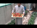 محصول الفراولة التجربة الاولى ((زراعة فوق سطح المنزل))