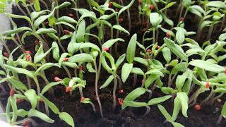 Fide Yetiştiriciliği, Tohum Ekimi,Biber Fide Ekimi Nasıl Yapılır