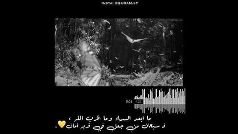 قرآن كريم بصوت اسلام صبحي ارح سمعك /حالات واتس اب اسلامية /ستوريات انستا