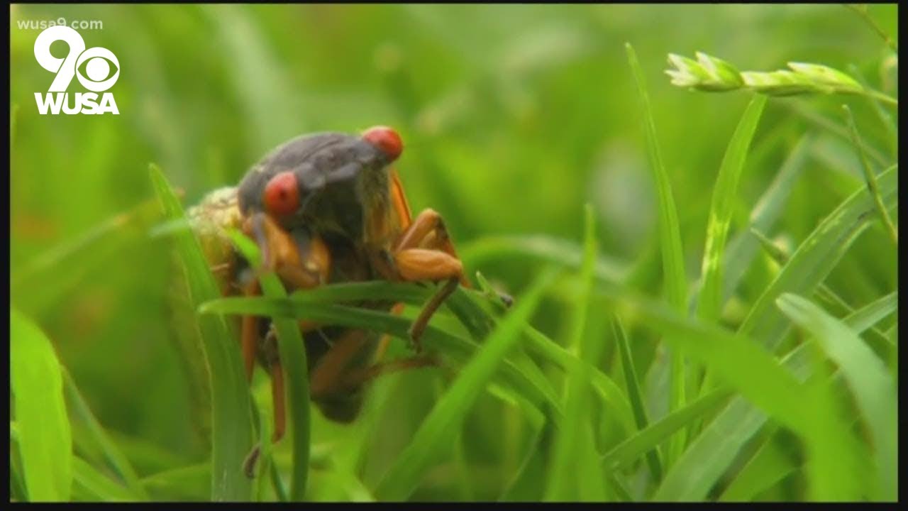 Here�s how to protect your trees, garden from cicadas