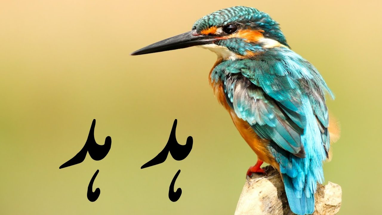 Hud Hud (Hoopoe Bird) in Quran YouTube