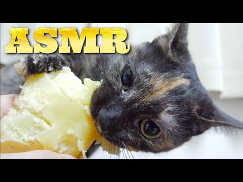 【ASMR】じゃがいもを唸りながら食べるワイルドな猫の咀嚼音???Cat Eating Potato