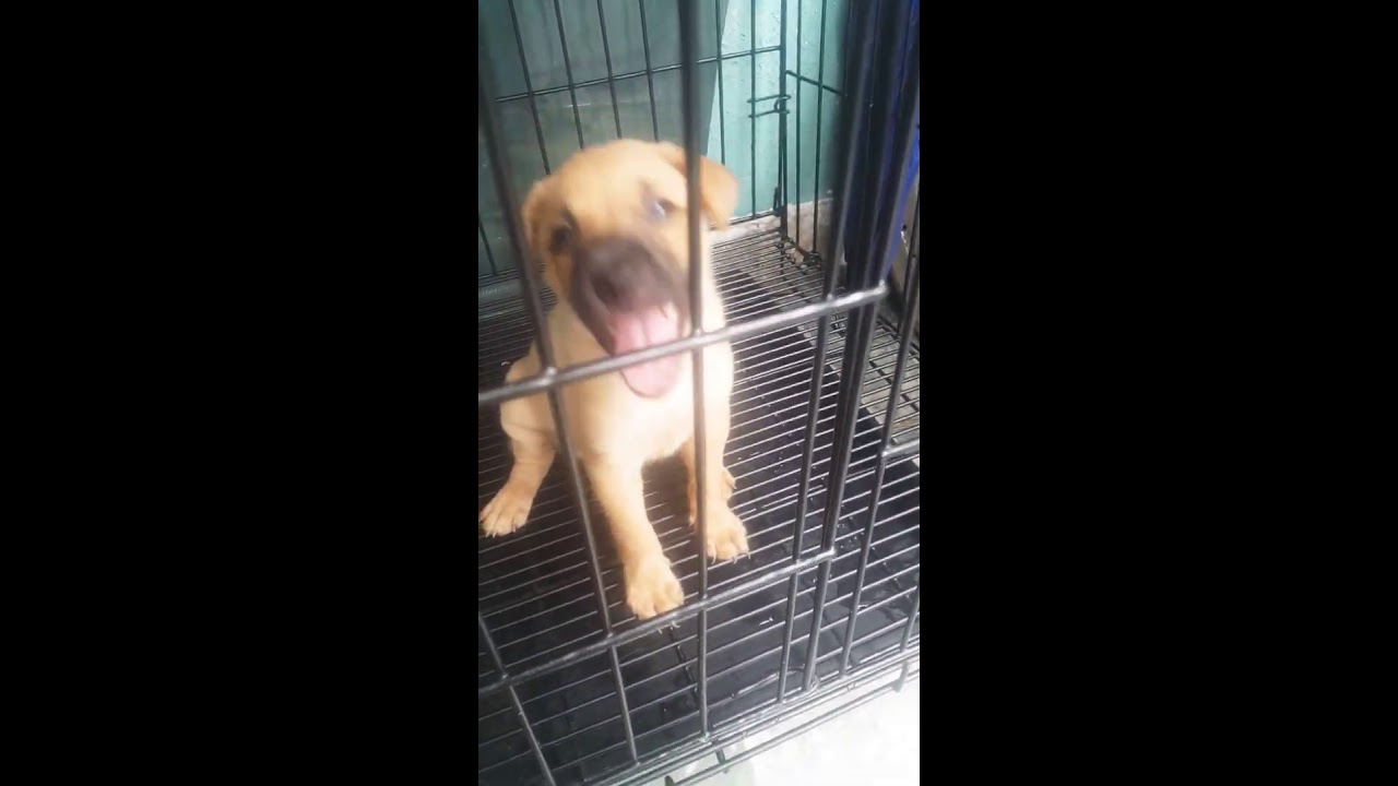 i was digging because i look in the puppies