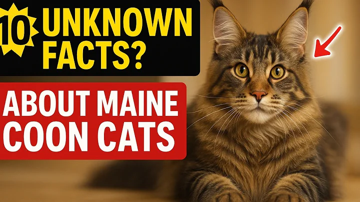 Video 10357961: maine coon cat facts