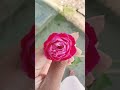 🌸🩷