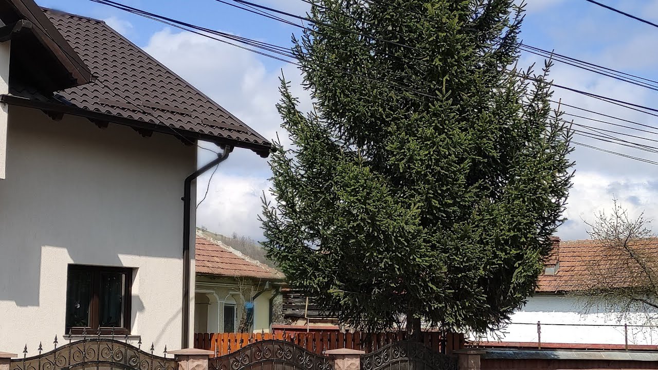 La plimbare prin orașul Dărmănești (Bacău)