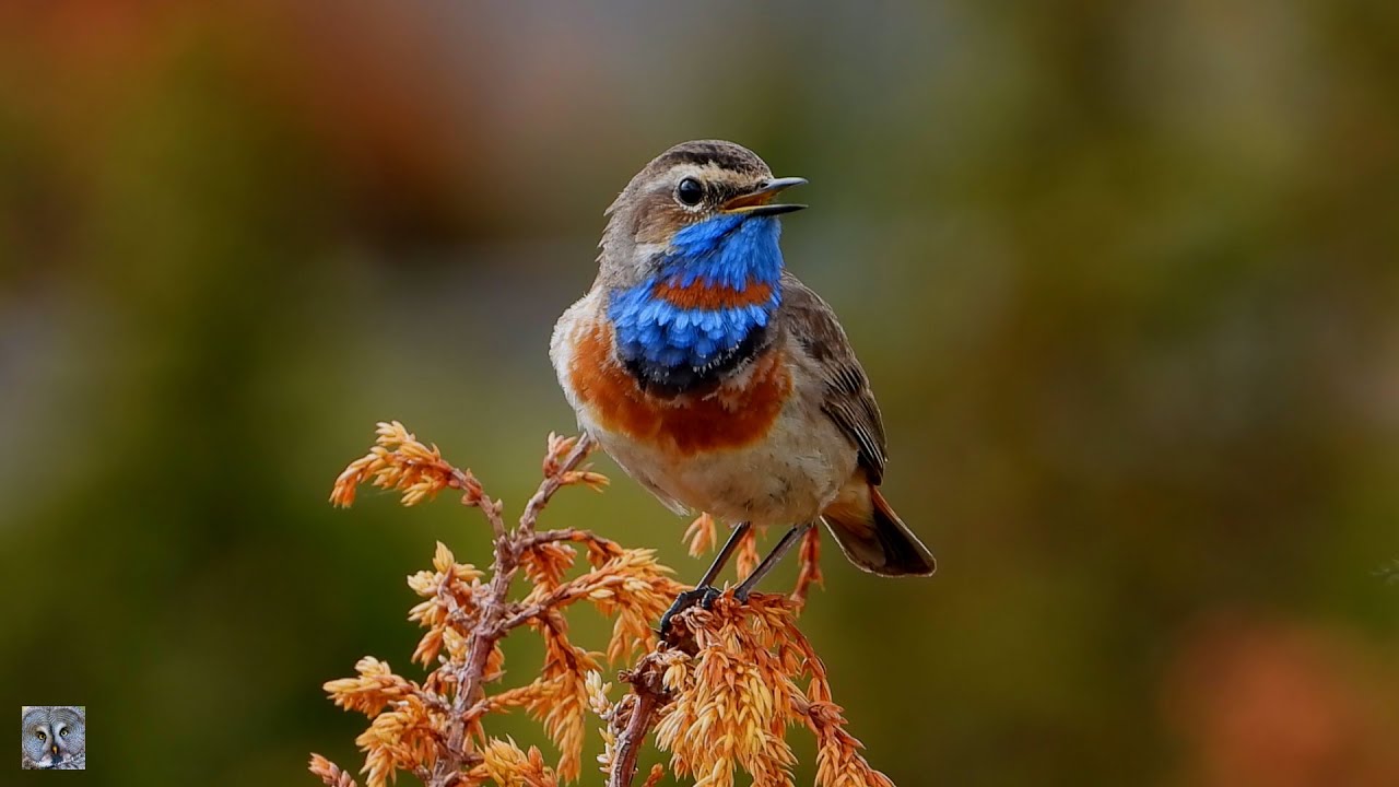 Bluethroat singing,Blåstrupe,Варакушка,Gorgebleue à miroir chant,Blauwborst,bird song Birkebei,p1000