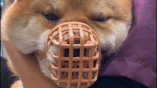 看護師のお姉さんには甘えた声を出す柴犬 by はるあき 2,164 views 1 month ago 2 minutes, 2 seconds