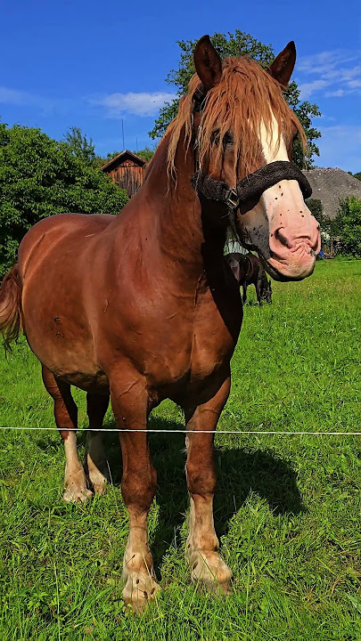 Ty vole slunko vole!To je vondrbar!🥰☀️❤️🐴 #viral #foryou #horse #humor #funny #fyp #love #romantic