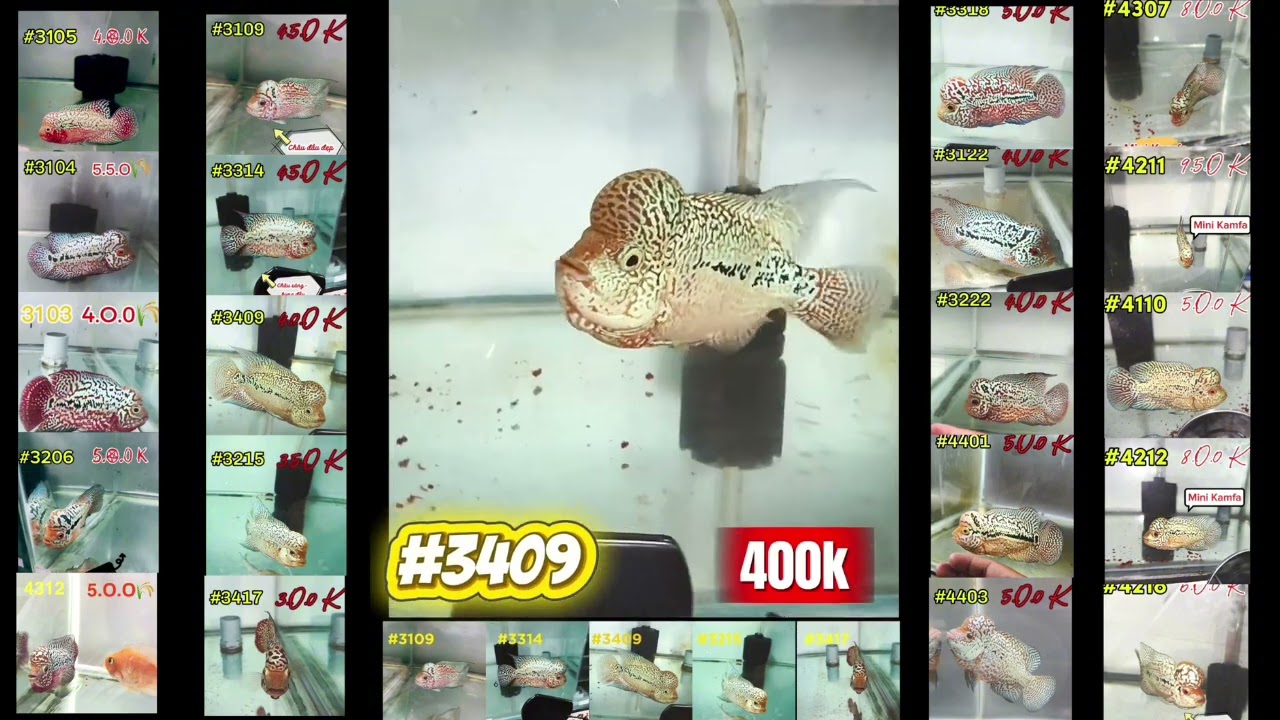 Top 20 Kamfa dòng Cá La Hán ngày 05.11.25