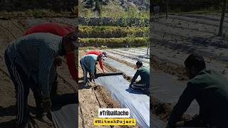 Drip Irrigation System || Sangla || Modern Technique || Proud Farmer Himachal 2026 @tribalaacho