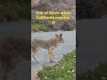 Neighborhood urban coyote in Southern California!
