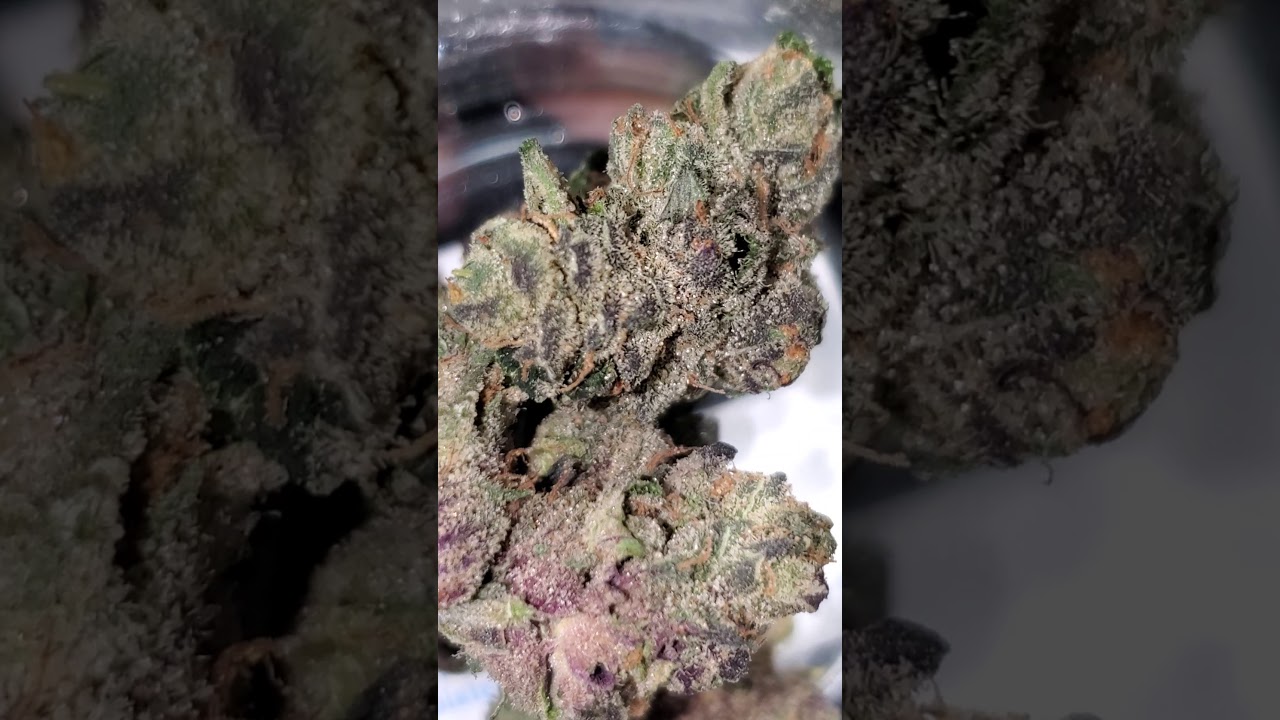 another super purple 💜strain Sherbert 🍧!!!