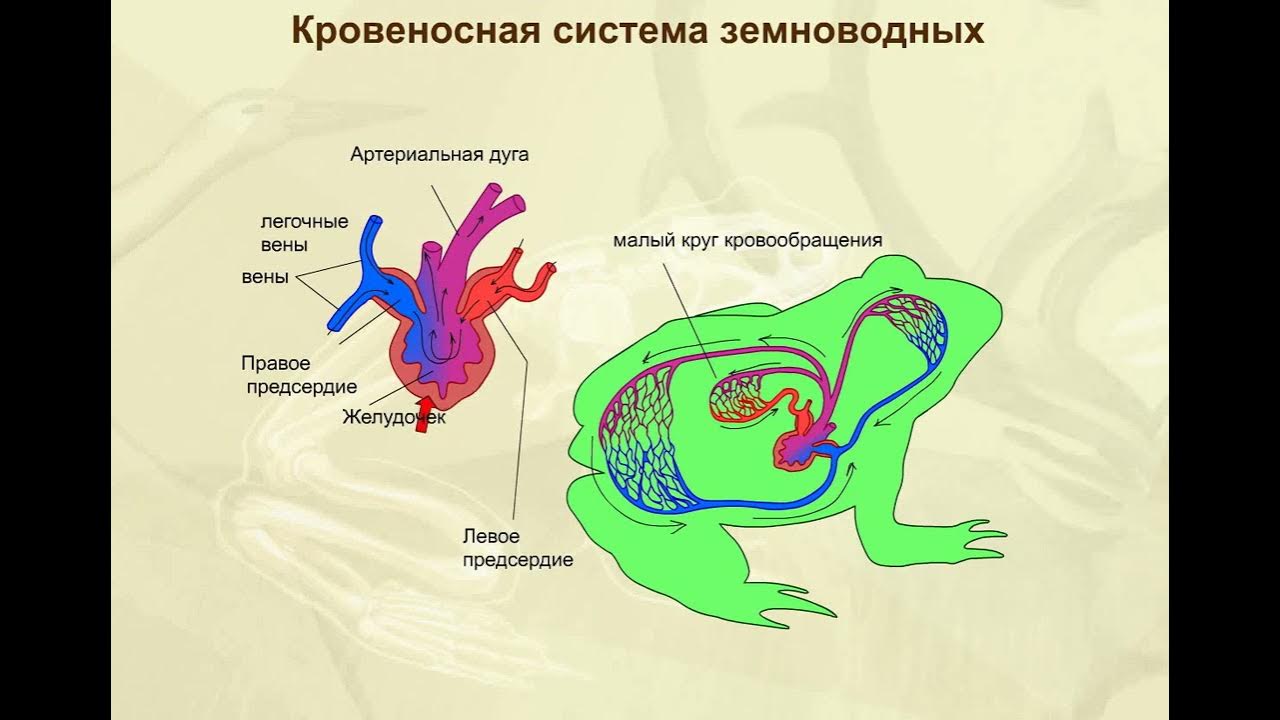 Сколько кровообращения у лягушек