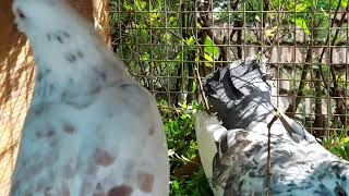 മാടപ്രാവ് pigeon