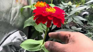 Sweet leaf,  bloom garden was