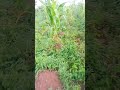 #farmingtechniques #cassava #maizefarming  #fyp #viralvideo