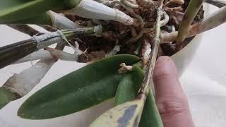 видео: Мои цветущие орхидеи в октябре месяце 2025 картинка: Мои цветущие орхидеи в октябре месяце 2025