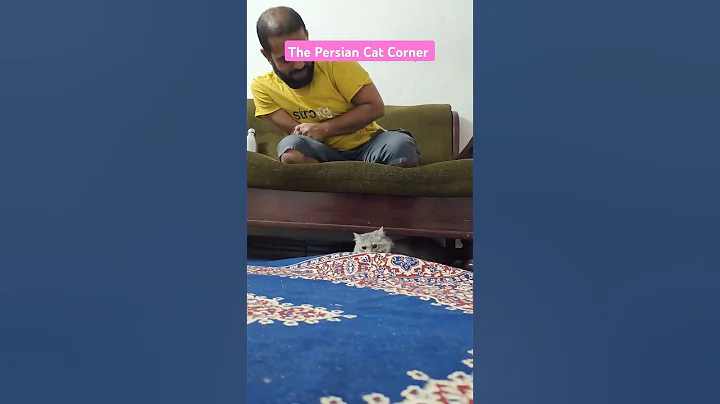 Video 6538721: persian cat, long cat, cats dogs sleeping, cat games