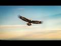 Birds of Prey - #youtubeshorts #funny #youtube #Comedy