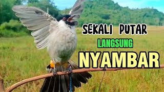 Sekali Putar Langsung NYAMBAR Suara Burung Kutilang Memanggil lawan