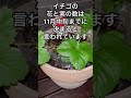 Q:イチゴを育てたいのですが、植えどきはいつ頃ですか?#shorts #家庭菜園 #イチゴ