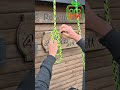 Bowline Yosemite tutorial. #arborist #climbing #knots #shorts #learnonyoutube