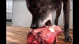 CANADIAN WOLF AKELA EATS A MOOSE TOGETHER WITH A WEST SIBERIAN LAIKA