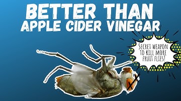 FRUIT FLY INFESTATION and how to deal with it | The Indoor Gardener