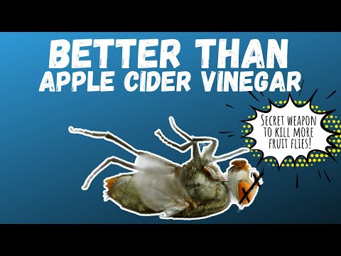 The Old Farmers Almanac - In the kitchen, a fruit fly infestation can be a  truly annoying experience. Try this apple cider vinegar trick! For more  ideas on how to get rid