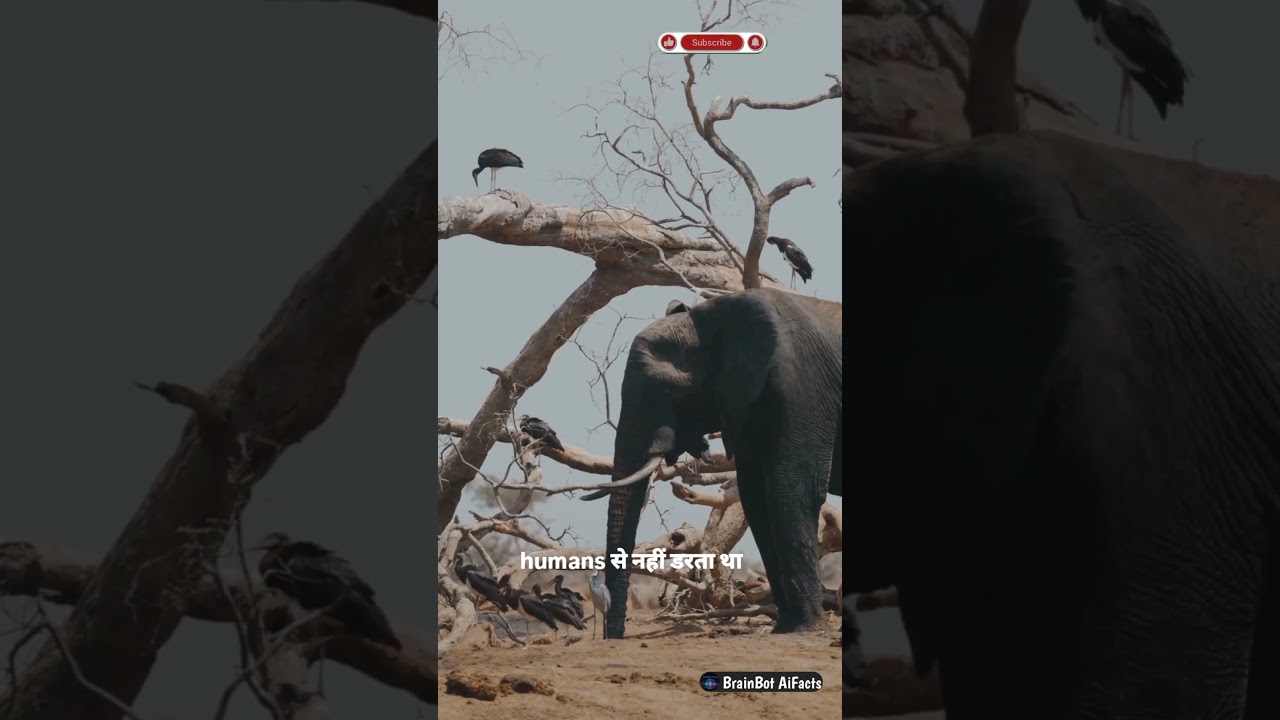 Strong The… Phir Bhi Marr Gaye!  