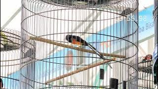 🔴Kasih Paham Juri CACAO CUP‼️Limousin burung terbaik asal Pringsewu