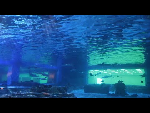 Loveland Living Planet Aquarium, Salt Lake City, Utah, September 9