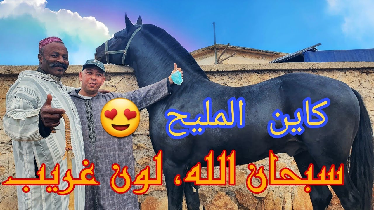 سوق لكفاف كاين المليح ، وبدريس شراء 3 الخيل اللهم بارك ، والحمد الله طاح الخير 🌧🌧