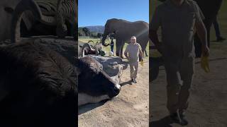 Feeding Giant Animals😳🤩