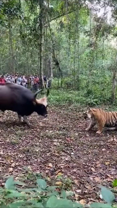 Tiger vs Bull Battle Caught on Camera — The Bull Actually Wins!