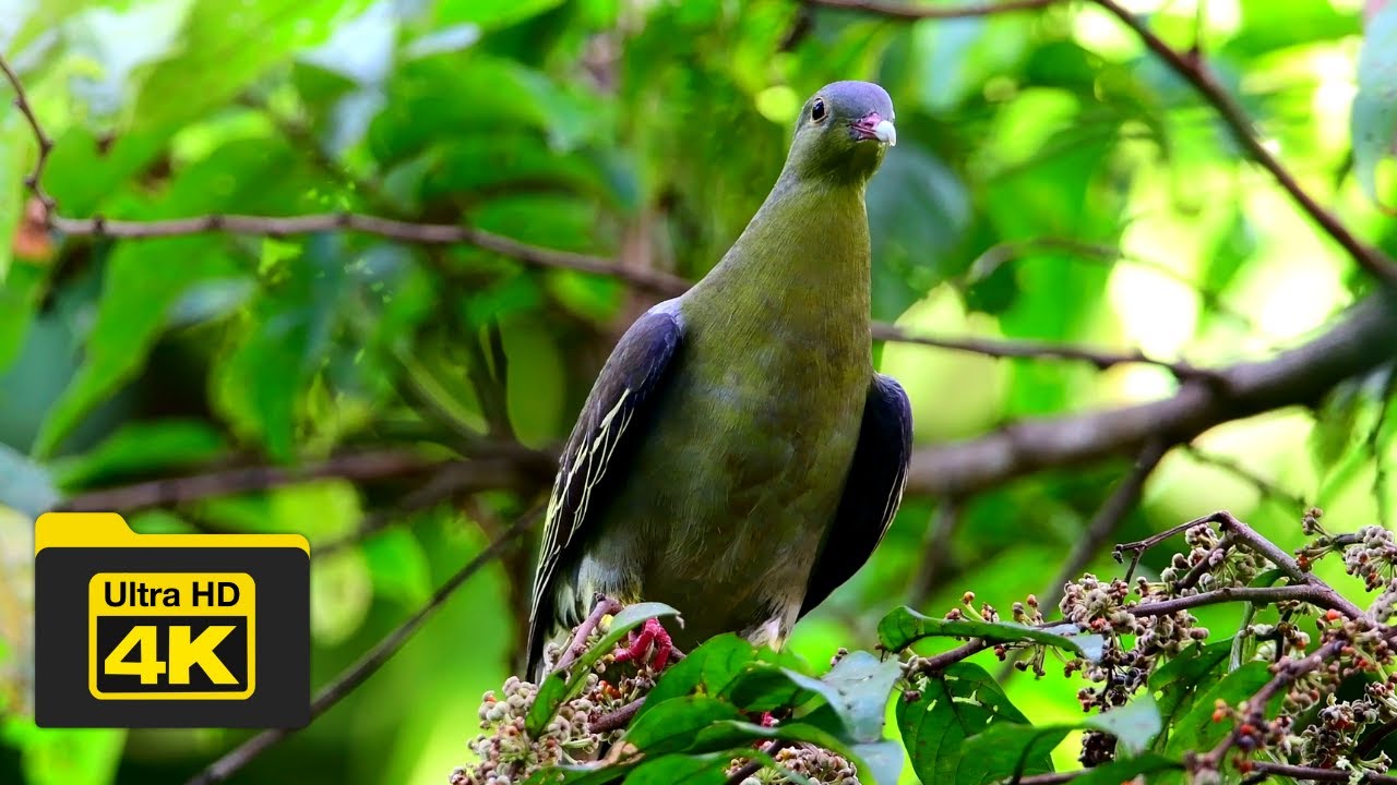CINNAMONHEADED GREEN PIGEON BIRDS OF BORNEO YCLEE PHOTOGRAPHY
