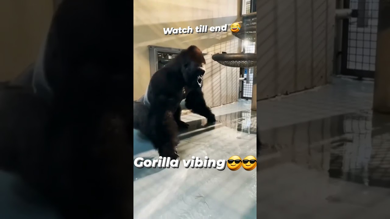 Gorilla has some moves 