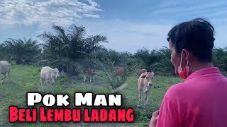 Vlog Ep23: Beli Lembu dalam Ladang. Lembu Jantan untuk buat Baka. screenshot 3