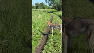 Czechoslovakian wolfdog walk