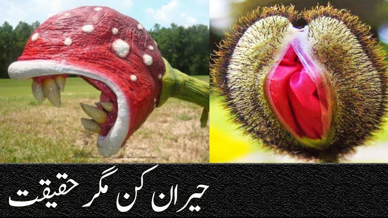 Most Amazing Plants in the world YouTube