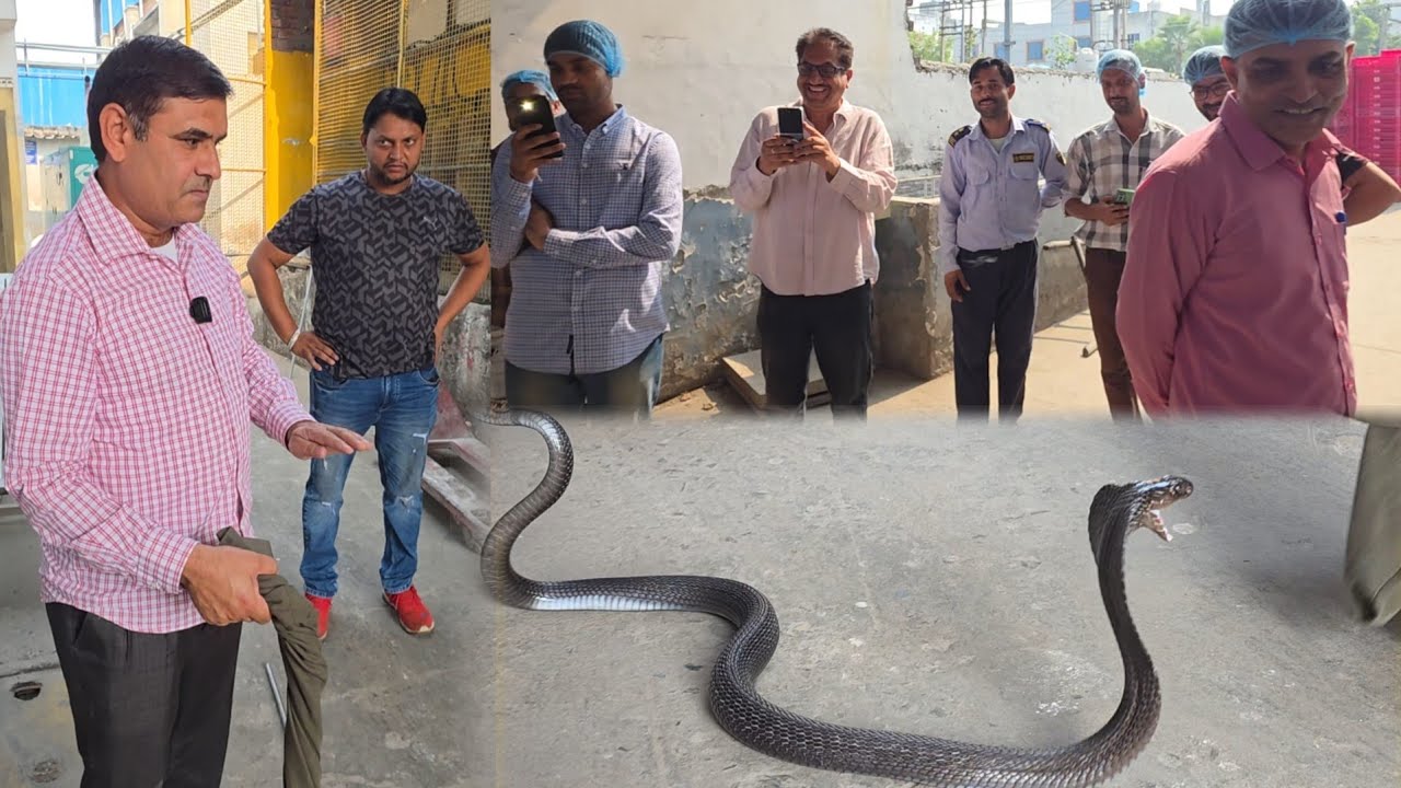 आज तक ऐसा कोबरा नहीं मिला ///स्नेकमैन सतीश( फफडाना)-9255130130